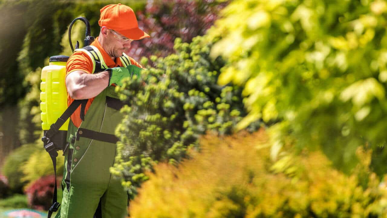 Muž postrekuje záhradu